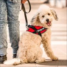Dog Harness Julius K9 Size L/1 Red