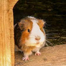 Guinea pig dry mix 1kg extra select
