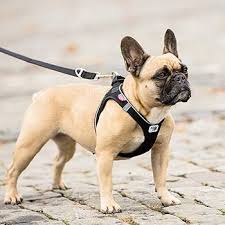 Dog Harness Curli Air Mesh Black XS