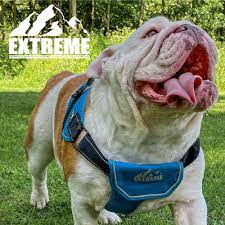 Dog Harness Blue size S