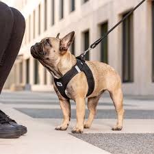 Dog Harness Curli Air Mesh Black XS
