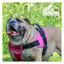 Dog Harness Pink Extreme
