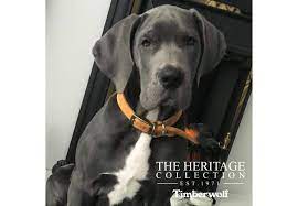 Timberwolf Collar Mustard 50 x 59