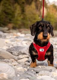 Dog Harness Curli Air Mesh Small Red