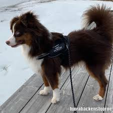 Dog Harness Julius K9 Size S/Mini Black