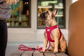 Dog Harness Curli Air Mesh Med Red