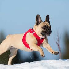 Dog Harness Curli Air Mesh Med Red