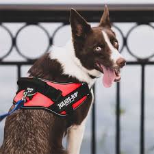 Dog Harness Julius K9 Size S/Mini Red