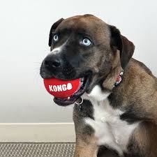 Kong Signature Ball Small 2 Pack