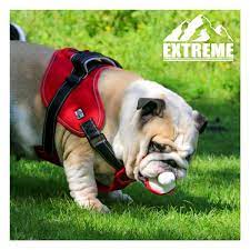 Dog Harness Extreme Red