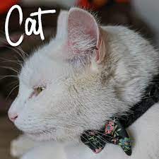 Cat Collar Black