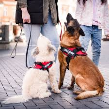 Dog Harness Julius K9 Size S/Mini Red
