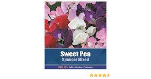 Sweet Pea Seeds