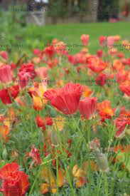 Calif Poppy Seeds