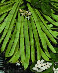 Runner Bean White Emergo Seeds