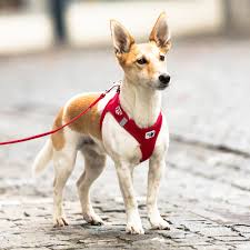 Dog Harness Curli Air Mesh XS Red