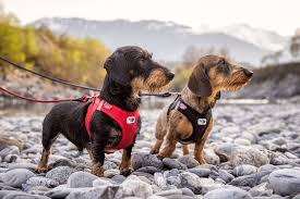 Dog Harness Curli Air Mesh XS Red