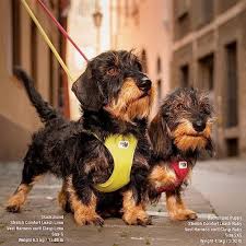 Dog Harness Curli Air Mesh XS Red